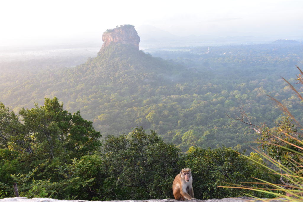 Lion's rock