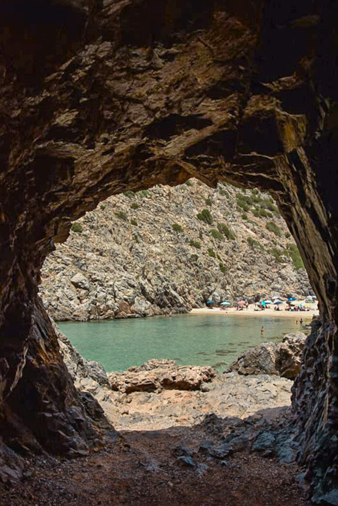 cala domestica