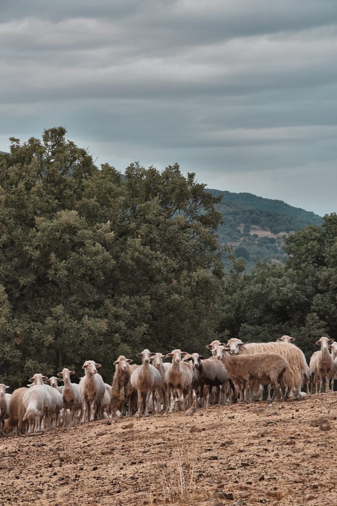 sardegna pecore