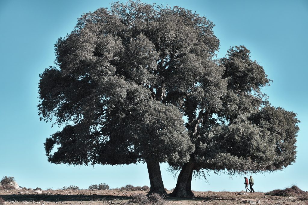 LECCIO SUPRAMONTE