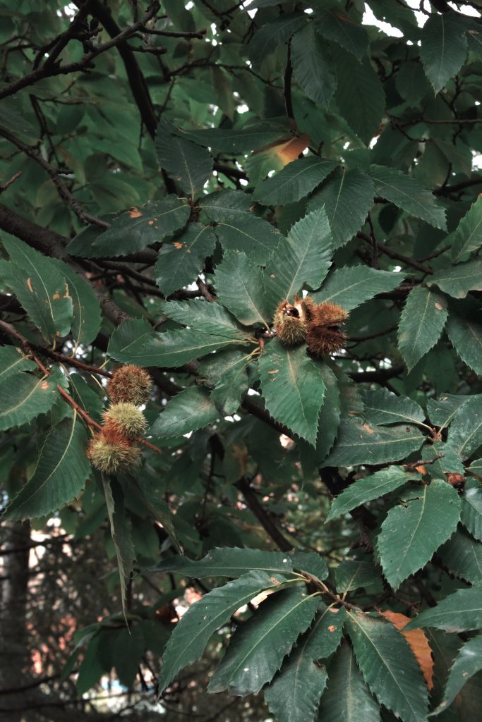 castagne