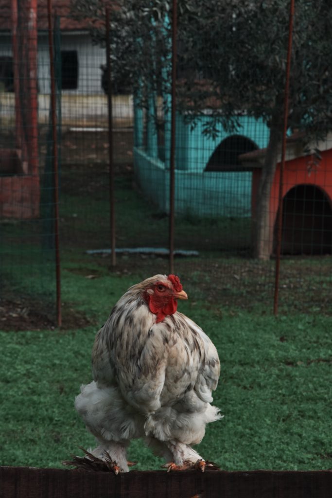 gallilandia