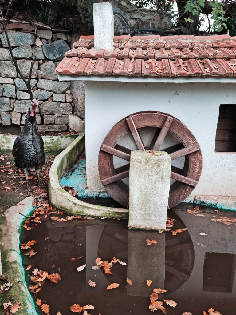 gallilandia fattoria