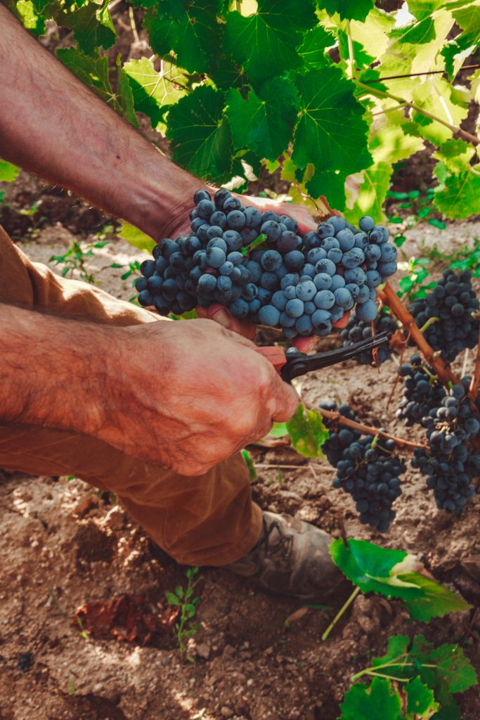 VENDEMMIA